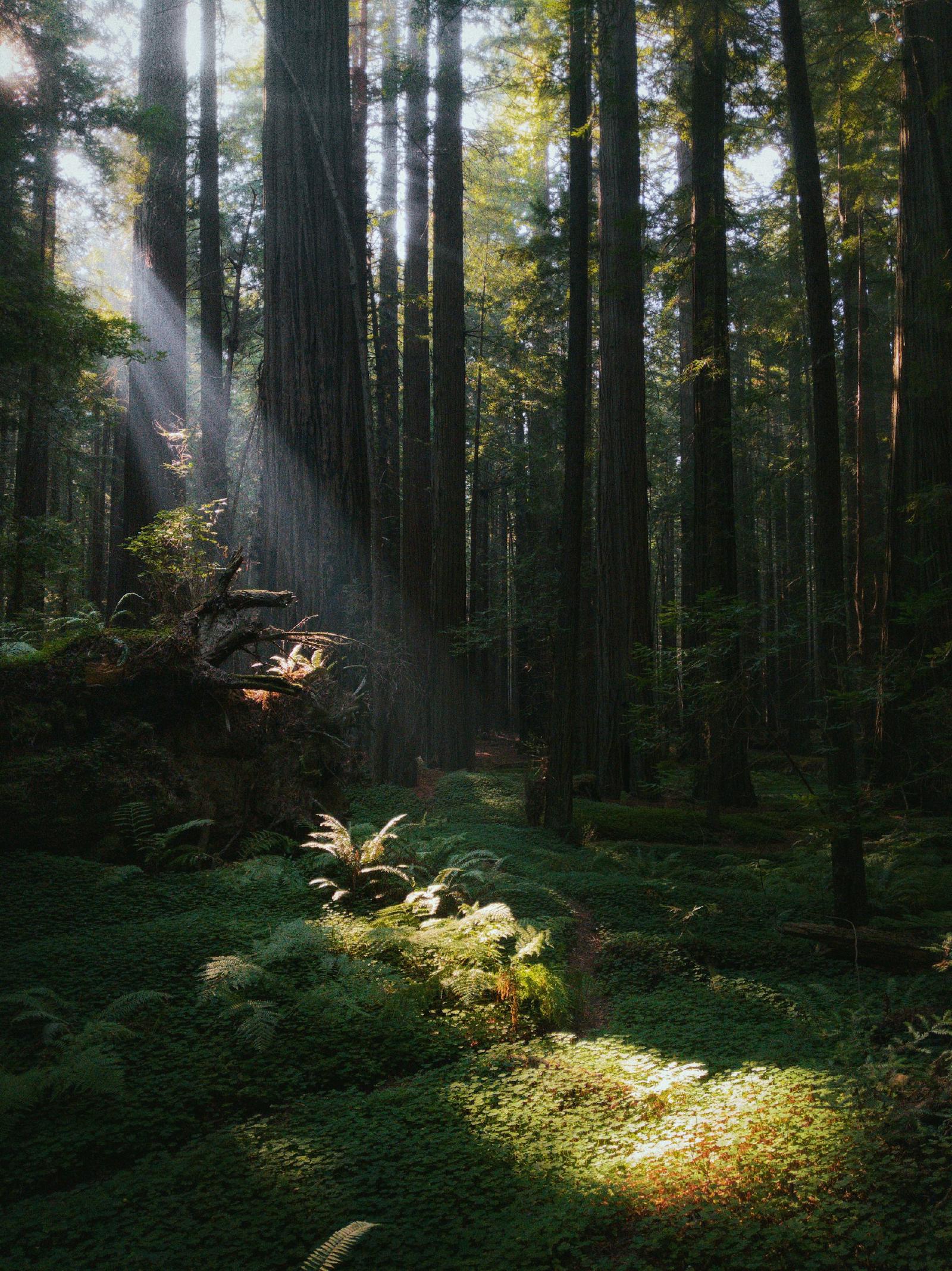 Forest Light