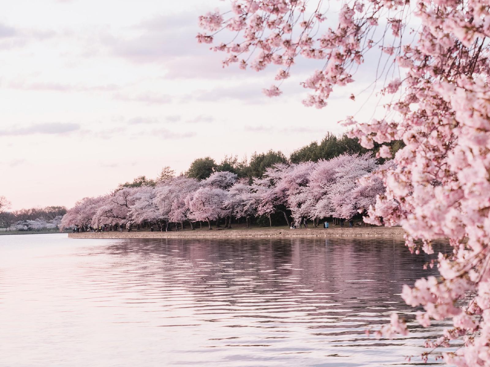 Spring Blossoms